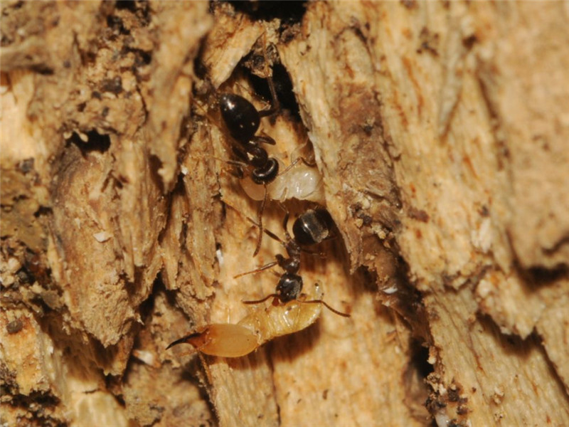 这些室内灭白蚁巢穴和散白蚁的方法你都知道吗？