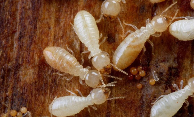 对于室内的白蚁问题，既要做好防治，还要学会灭杀！