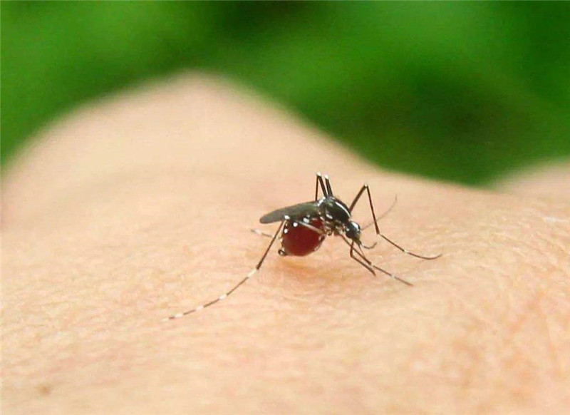 灭蚊子公司提醒你，蚊虫危害巨大，夏季一定要做好预防！