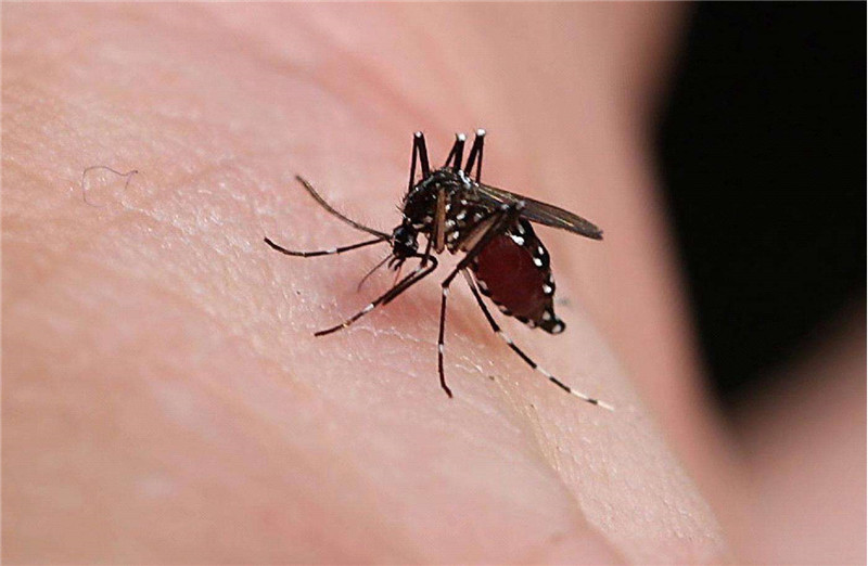 夏季蚊虫太多,不堪其扰？或许这些方式可以帮助你做好蚊虫防治！