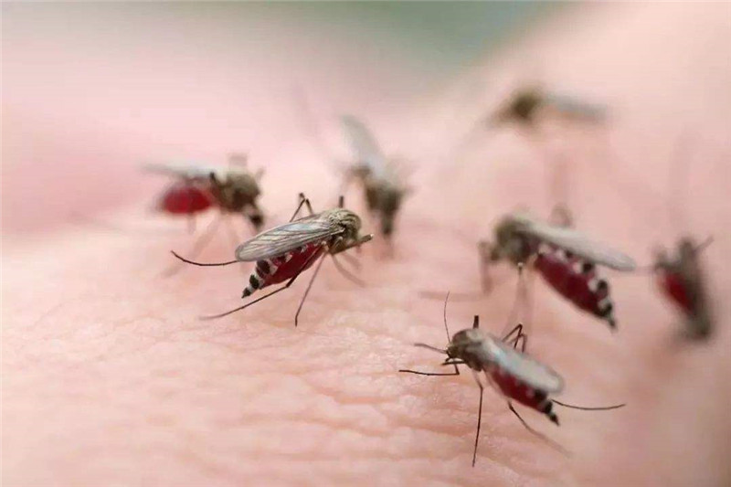 学会这些灭蚊子方法，保证你夏季不再受到蚊子干扰！
